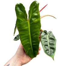 Lade das Bild in den Galerie-Viewer, Philodendron billietiae - Root Houseplants
