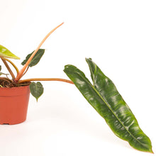 Lade das Bild in den Galerie-Viewer, Philodendron billietiae - Root Houseplants
