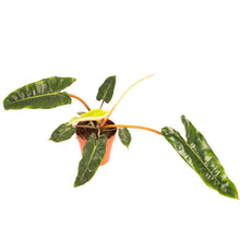 Lade das Bild in den Galerie-Viewer, Philodendron billietiae - Root Houseplants
