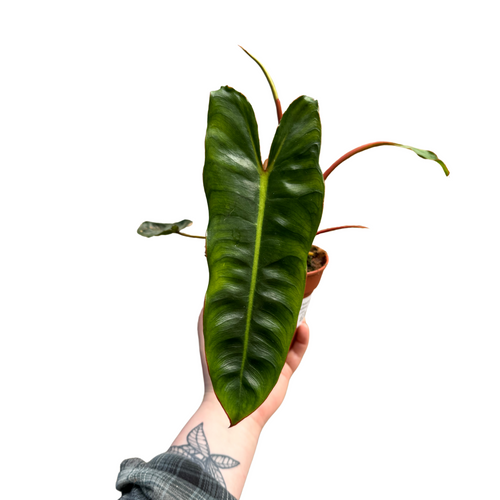 Philodendron billietiae - Root Houseplants