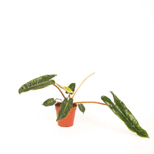 Lade das Bild in den Galerie-Viewer, Philodendron billietiae - Root Houseplants
