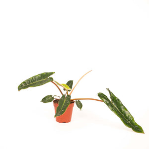 Philodendron billietiae - Root Houseplants