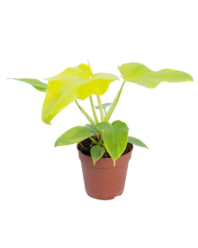 Philodendron bipennifolium 'Golden Violin' - Root Houseplants