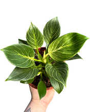 Lade das Bild in den Galerie-Viewer, Philodendron ‘Birkin’ - Root Houseplants
