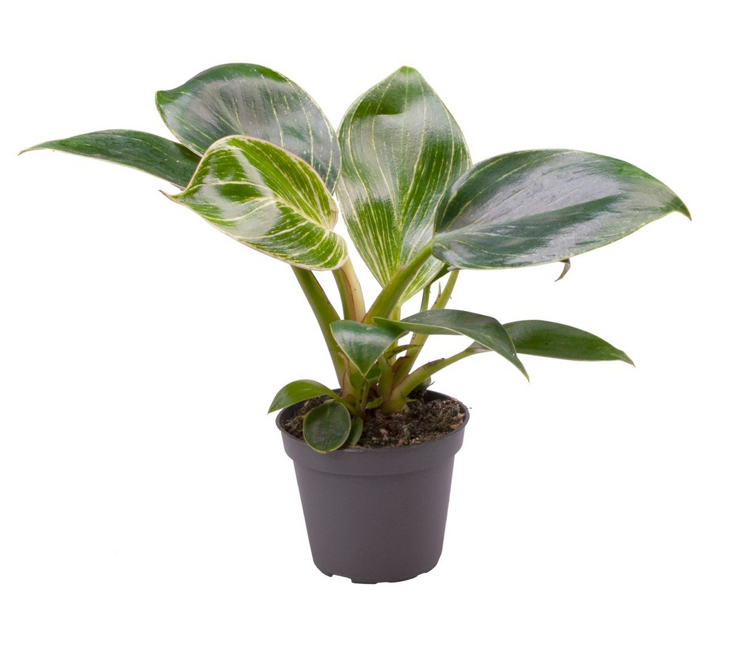 Philodendron ‘Birkin’ - Root Houseplants
