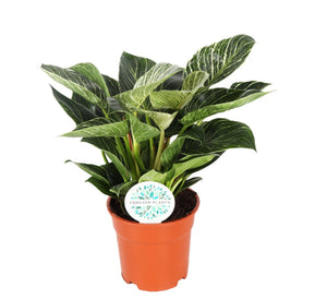 Philodendron ‘Birkin’ - Root Houseplants