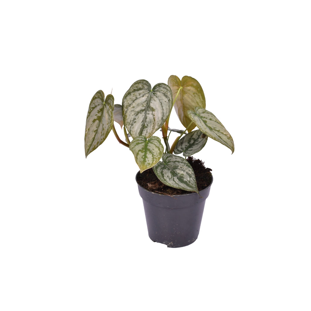 Philodendron brandtianum - Root Houseplants