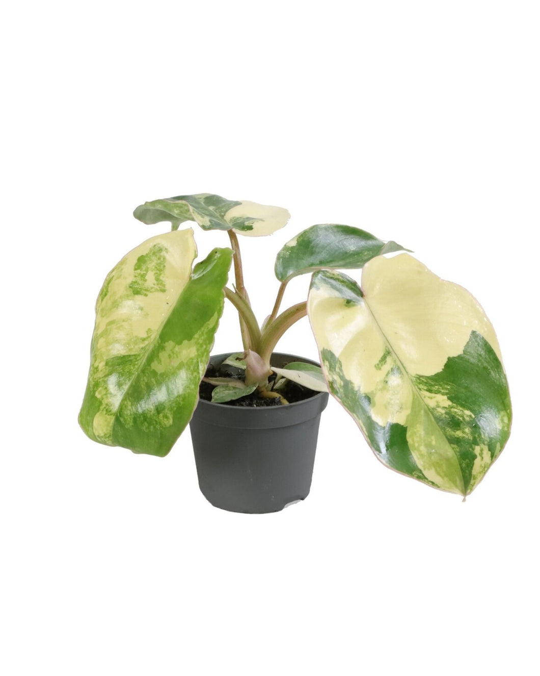 Philodendron burle-marxii 'Variegata' - Root Houseplants
