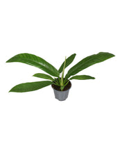Lade das Bild in den Galerie-Viewer, Philodendron campii - Root Houseplants

