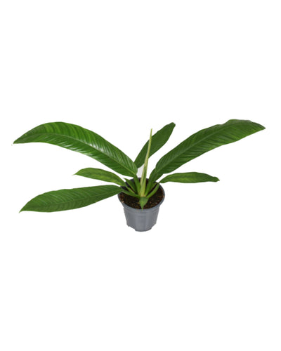 Philodendron campii - Root Houseplants