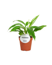 Lade das Bild in den Galerie-Viewer, Philodendron campii - Root Houseplants
