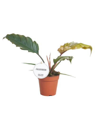 Philodendron 'Choco Empress' - Root Houseplants