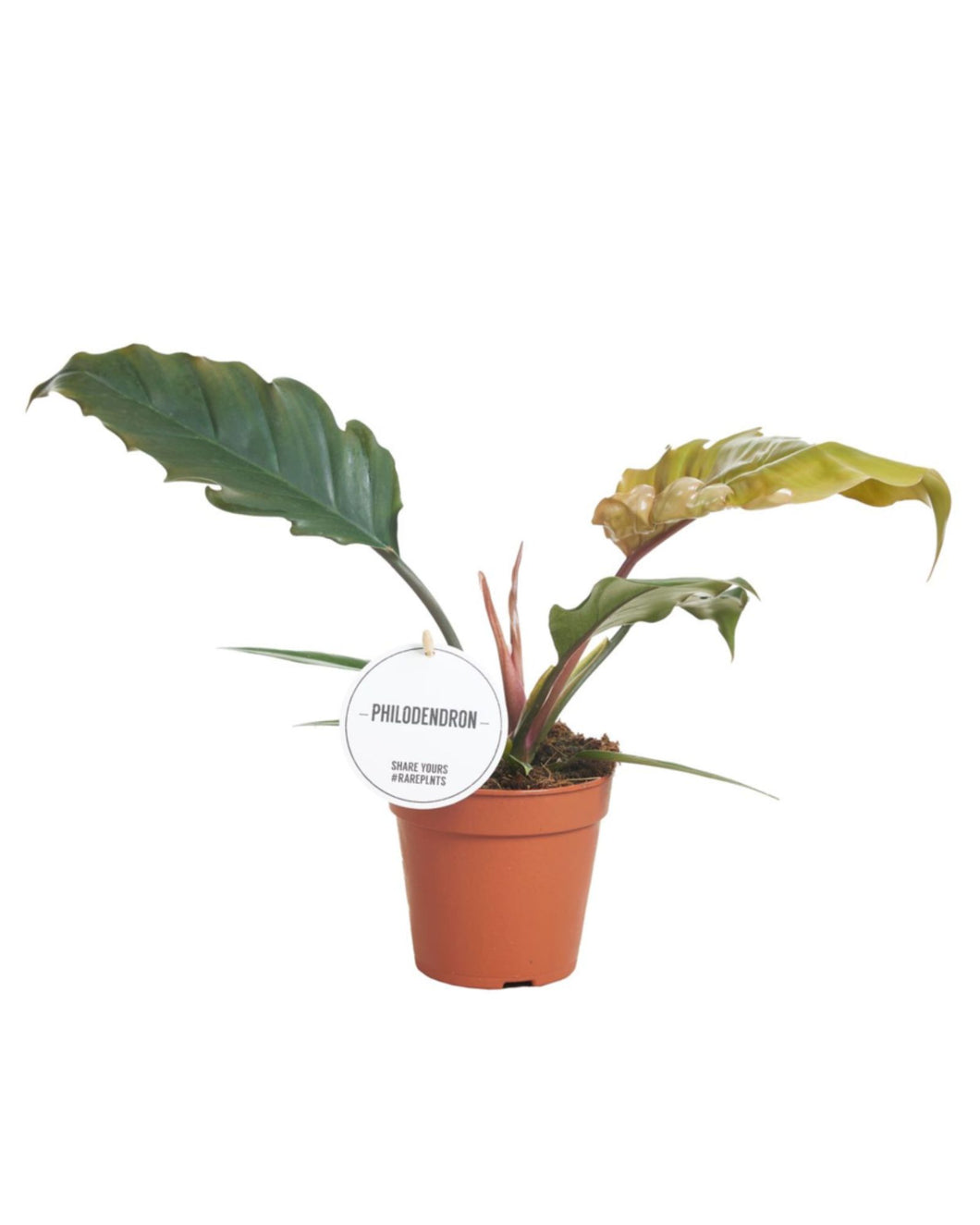 Philodendron 'Choco Empress' - Root Houseplants
