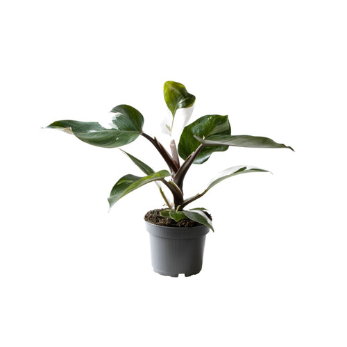 Philodendron erubescens 'White Knight' - Root Houseplants