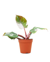 Lade das Bild in den Galerie-Viewer, Philodendron erubescens &#39;White Knight&#39; - Root Houseplants
