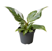 Lade das Bild in den Galerie-Viewer, Philodendron erubescens &#39;White Princess&#39; - Root Houseplants
