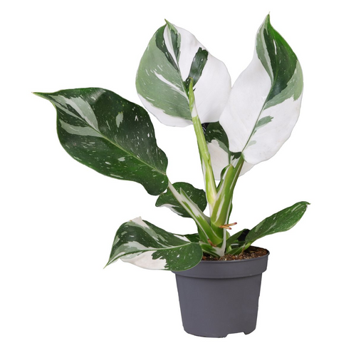 Philodendron erubescens 'White Wizard' - Root Houseplants