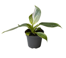 Lade das Bild in den Galerie-Viewer, Philodendron erubescens &#39;White Wizard&#39; - Root Houseplants
