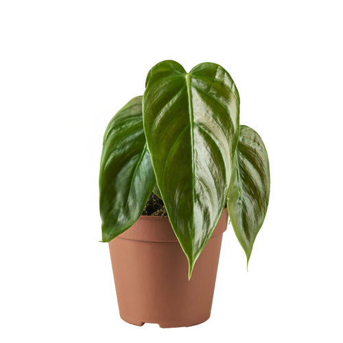 Philodendron esmeraldense - Root Houseplants