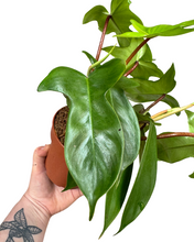 Charger l&#39;image dans la galerie, Philodendron &#39;Florida Beauty&#39; (Green) - Root Houseplants
