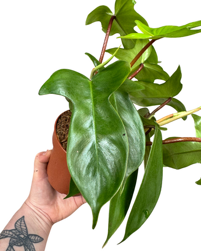 Philodendron 'Florida Beauty' (Green) - Root Houseplants