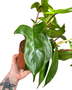 Philodendron 'Florida Beauty' (Green) - Root Houseplants