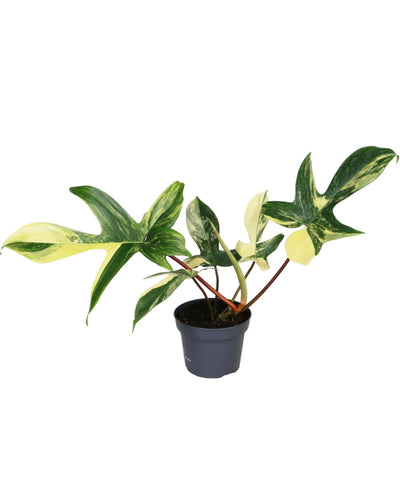 Philodendron 'Florida Beauty' Variegated - Root Houseplants