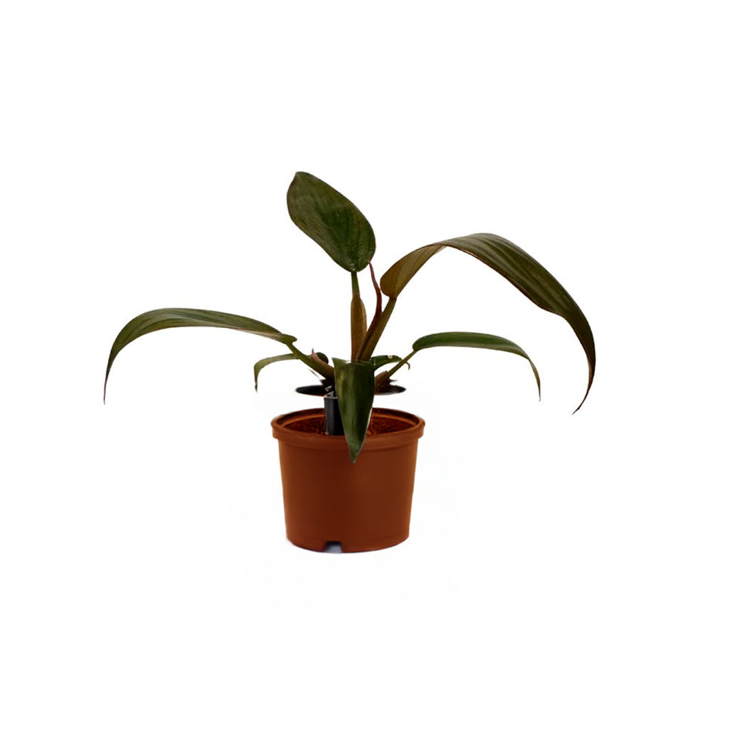 Philodendron 'Florida Bronze' - Root Houseplants