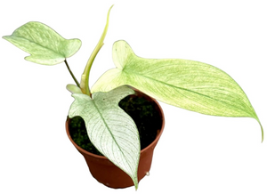 Philodendron 'Florida Ghost' - Root Houseplants