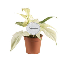 Load image into Gallery viewer, Philodendron &#39;Florida Ghost&#39; - Root Houseplants
