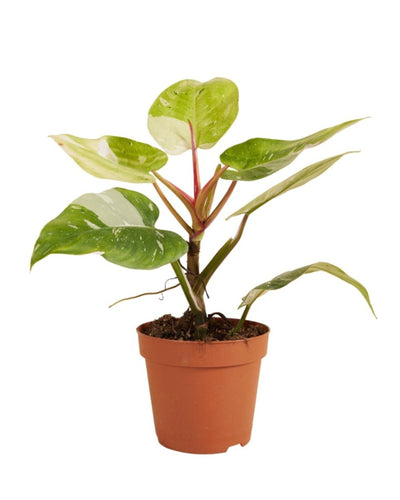 Philodendron 'Fresh Aurea' - Root Houseplants