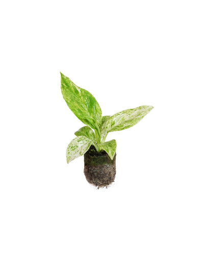 Philodendron giganteum 'Blizzard' - Root Houseplants