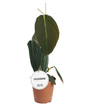 Lade das Bild in den Galerie-Viewer, Philodendron gigas - Root Houseplants

