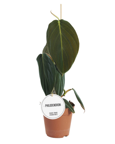 Philodendron gigas - Root Houseplants
