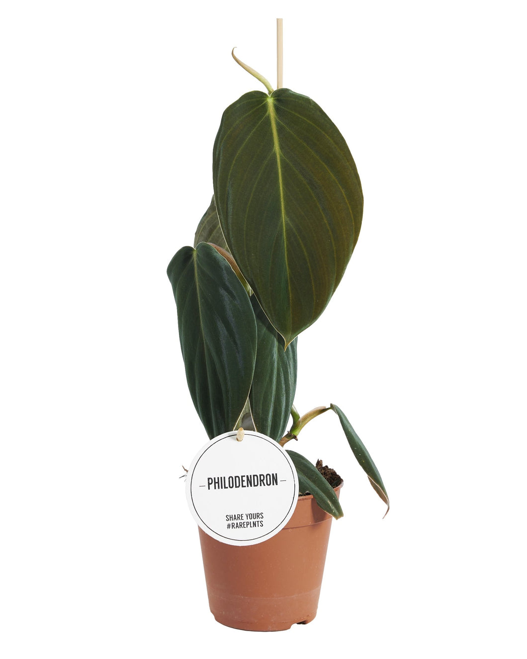Philodendron gigas - Root Houseplants
