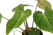 Charger l&#39;image dans la galerie, Philodendron gloriosum - Root Houseplants
