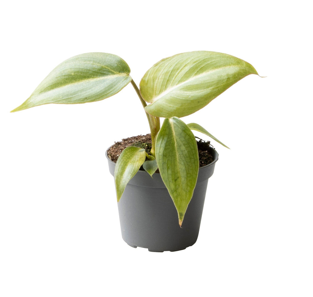 Philodendron gloriosum - Root Houseplants