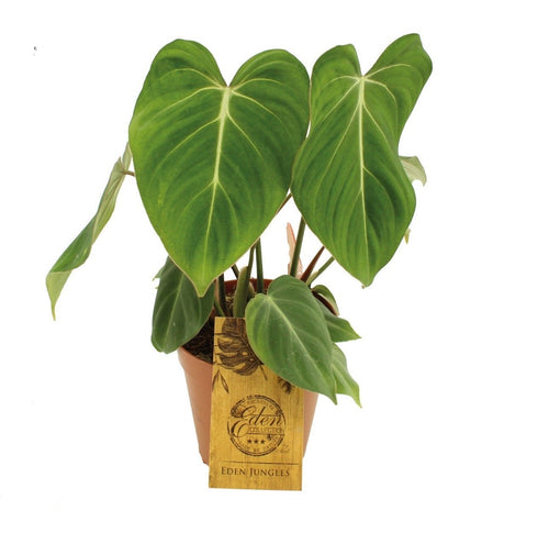 Philodendron gloriosum - Root Houseplants