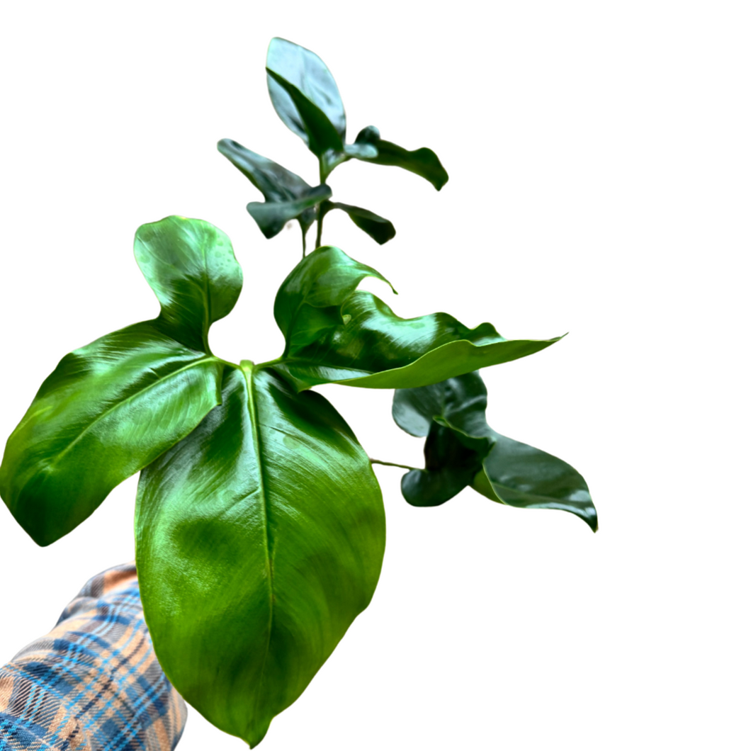 Philodendron goeldii 'Fun Bun' - Root Houseplants