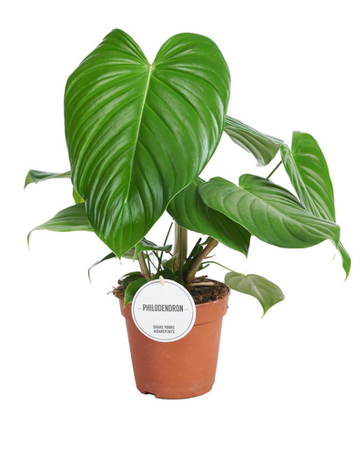 Philodendron grandipes - Root Houseplants