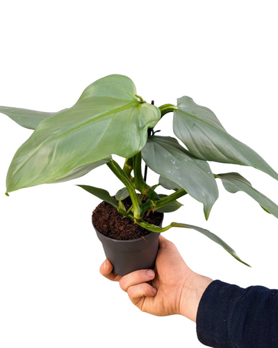 Philodendron hastatum 'Silver Sword' - Root Houseplants