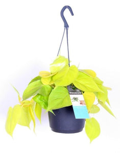 Philodendron hederaceum 'Lemon Lime' - Root Houseplants