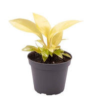 Charger l&#39;image dans la galerie, Philodendron hederaceum &#39;Lemon Lime&#39; - Root Houseplants
