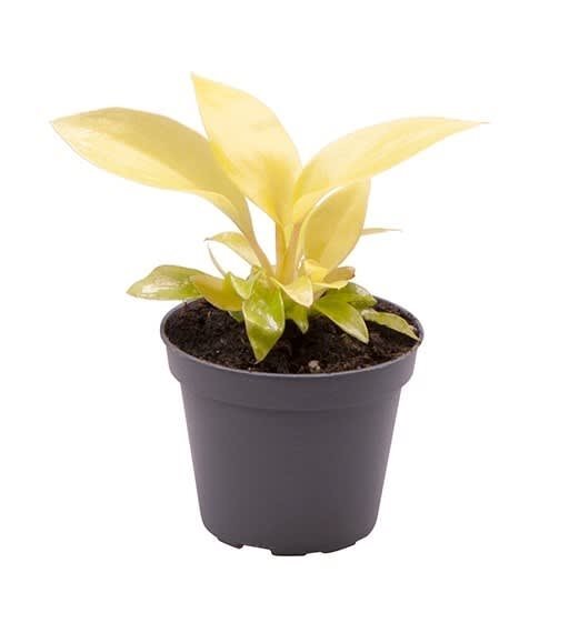 Philodendron hederaceum 'Lemon Lime' - Root Houseplants