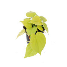 Charger l&#39;image dans la galerie, Philodendron hederaceum &#39;Lemon Lime&#39; - Root Houseplants
