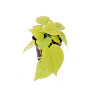 Philodendron hederaceum 'Lemon Lime' - Root Houseplants