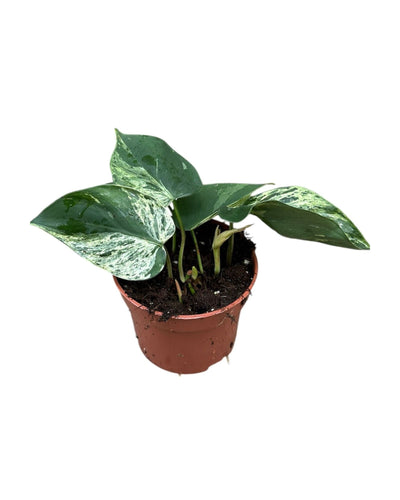 Philodendron hederaceum oxycardium 'Variegata' - Root Houseplants