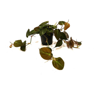 Philodendron hederaceum var. hederaceum (Micans) - Root Houseplants