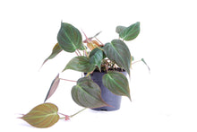 Lade das Bild in den Galerie-Viewer, Philodendron hederaceum var. hederaceum (Micans) - Root Houseplants
