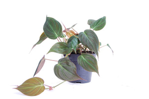 Philodendron hederaceum var. hederaceum (Micans) - Root Houseplants